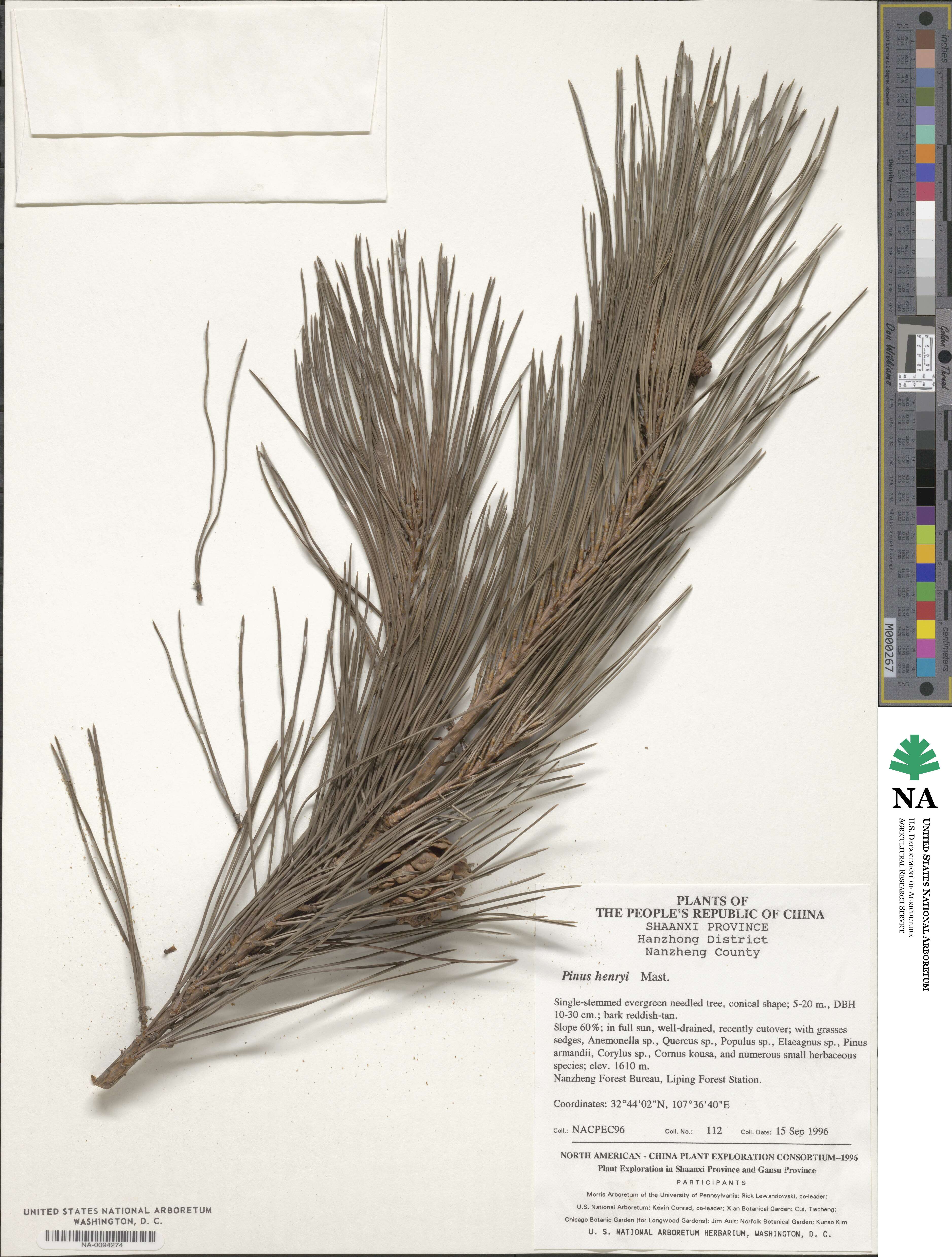 Pinus henryi image