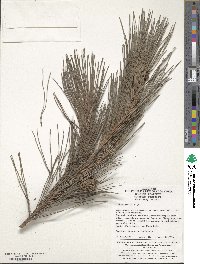 Image of Pinus henryi