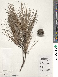 Pinus massoniana image