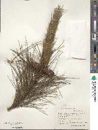 Pinus massoniana image