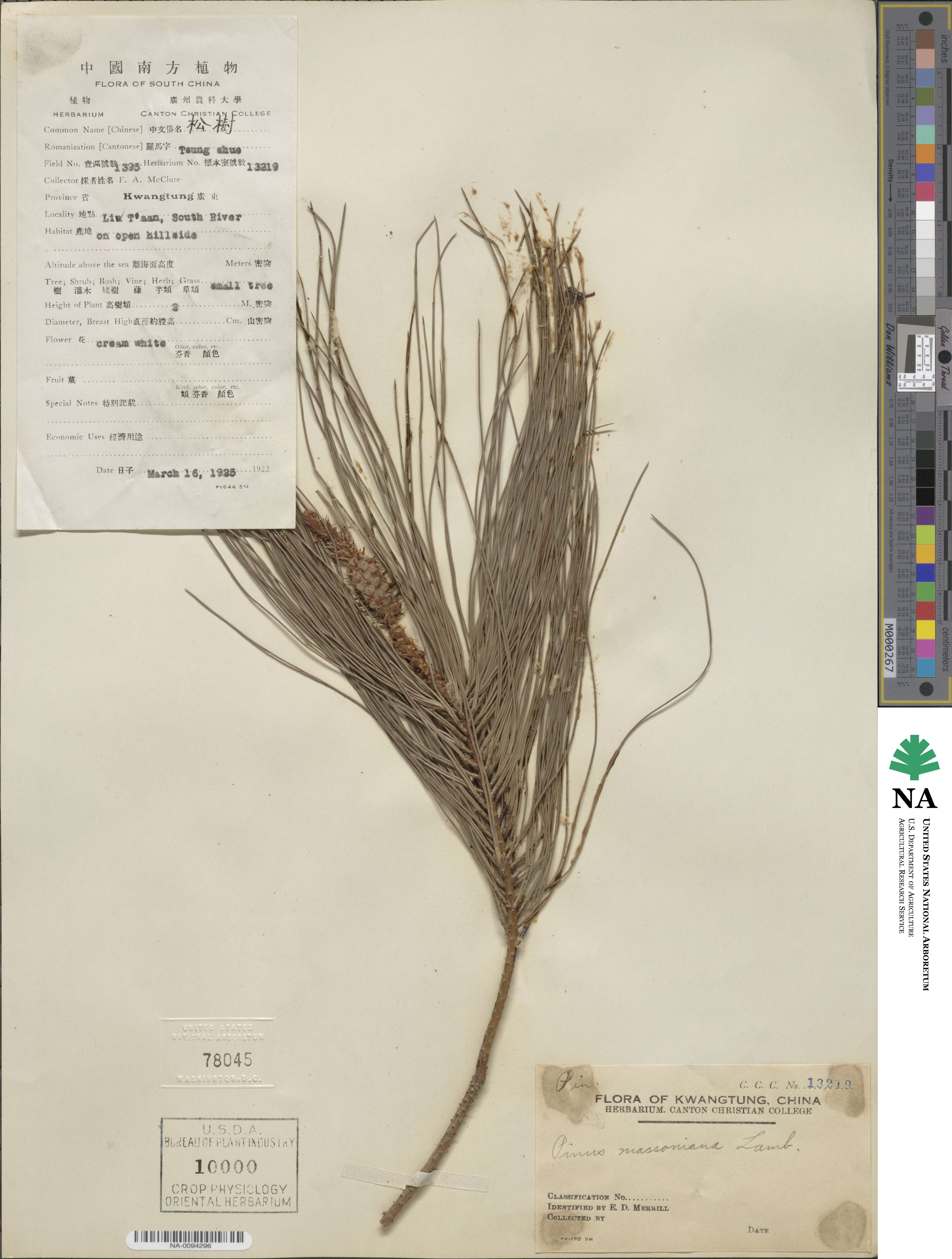 Pinus massoniana image