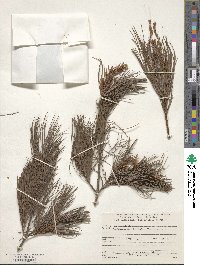 Pinus morrisonicola image