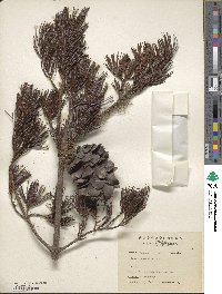 Pinus morrisonicola image