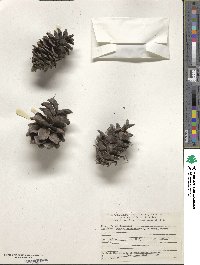 Pinus morrisonicola image