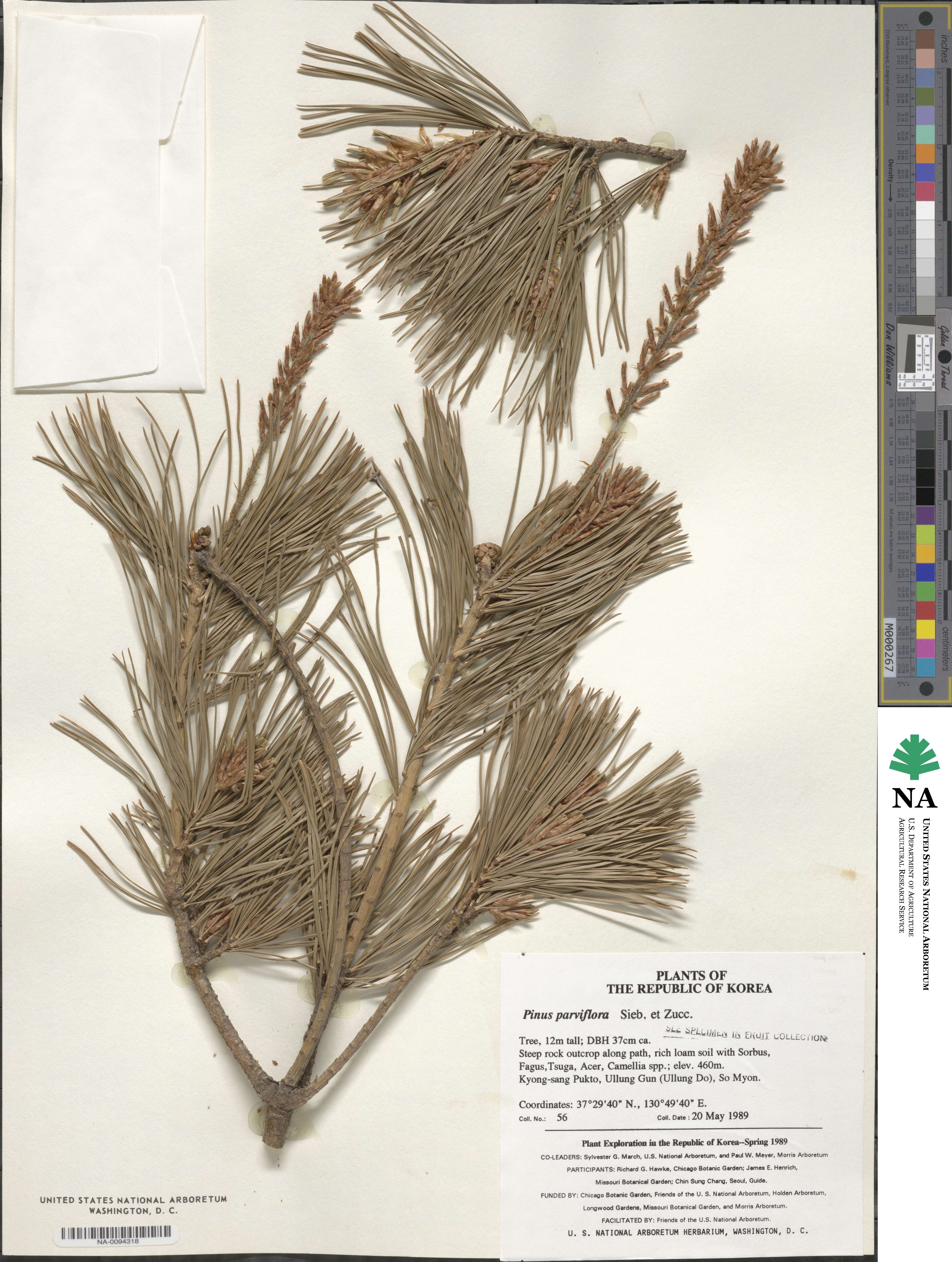 Pinus parviflora image