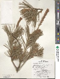 Pinus parviflora image