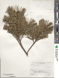 Pinus pumila image