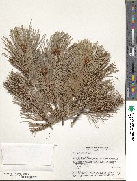 Pinus pumila image