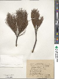 Pinus pumila image