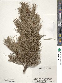 Pinus pumila image