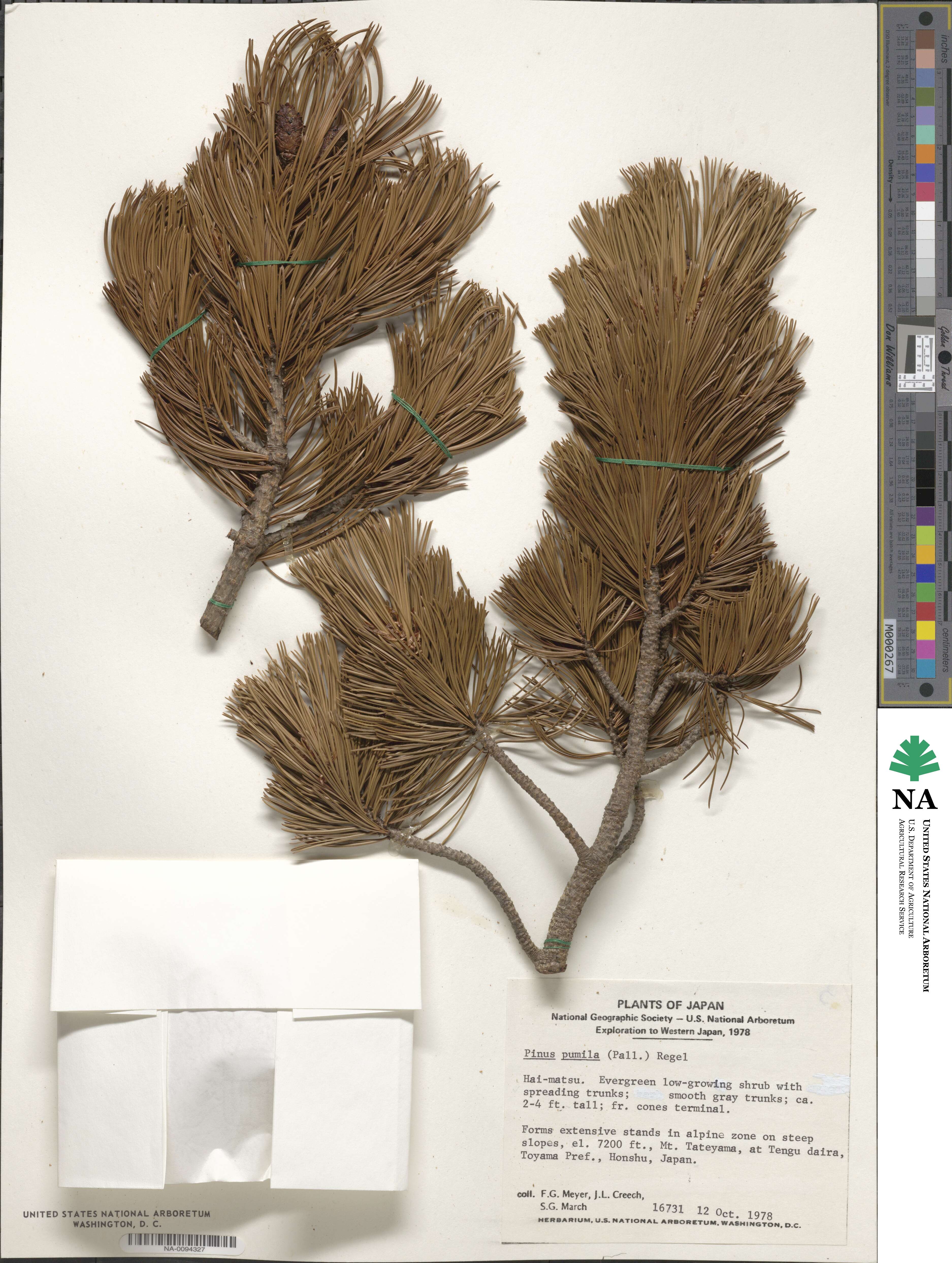 Pinus pumila image