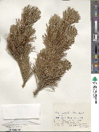 Pinus pumila image