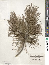 Pinus sibirica image