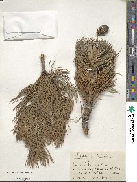 Pinus sibirica image