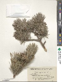 Pinus sylvestris image