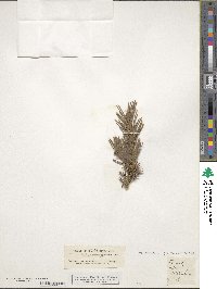 Pinus sylvestris image