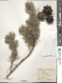 Pinus sylvestris image