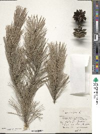 Pinus sylvestris image