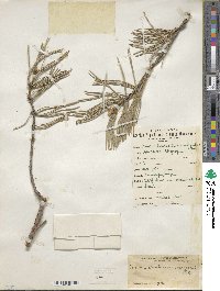 Pinus sylvestris image