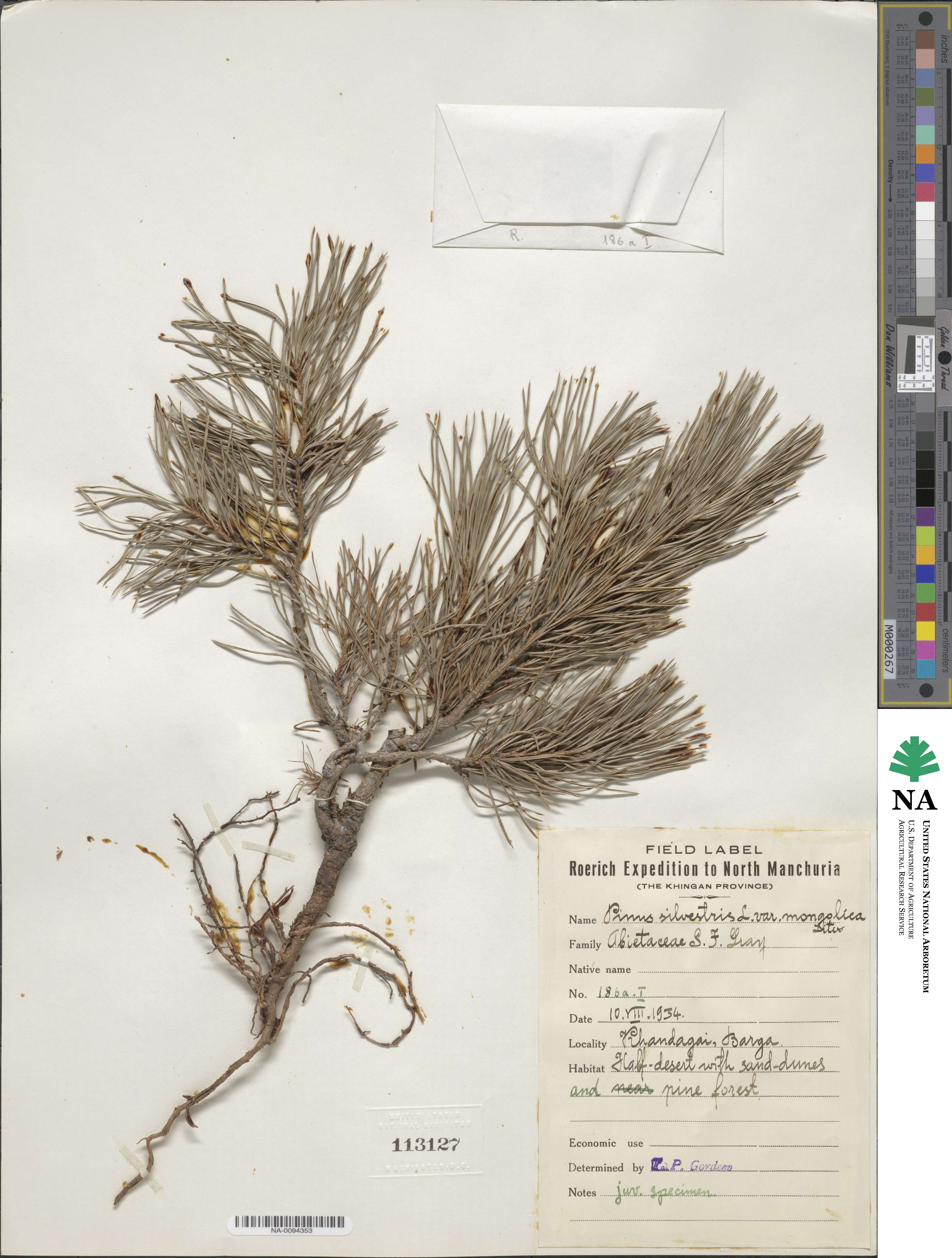 Pinus sylvestris var. mongolica image