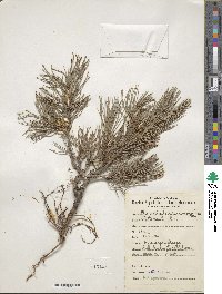 Pinus sylvestris image