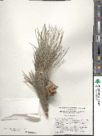 Pinus tabuliformis image