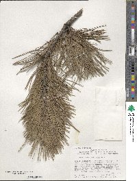 Pinus tabuliformis image