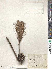 Pinus taiwanensis image