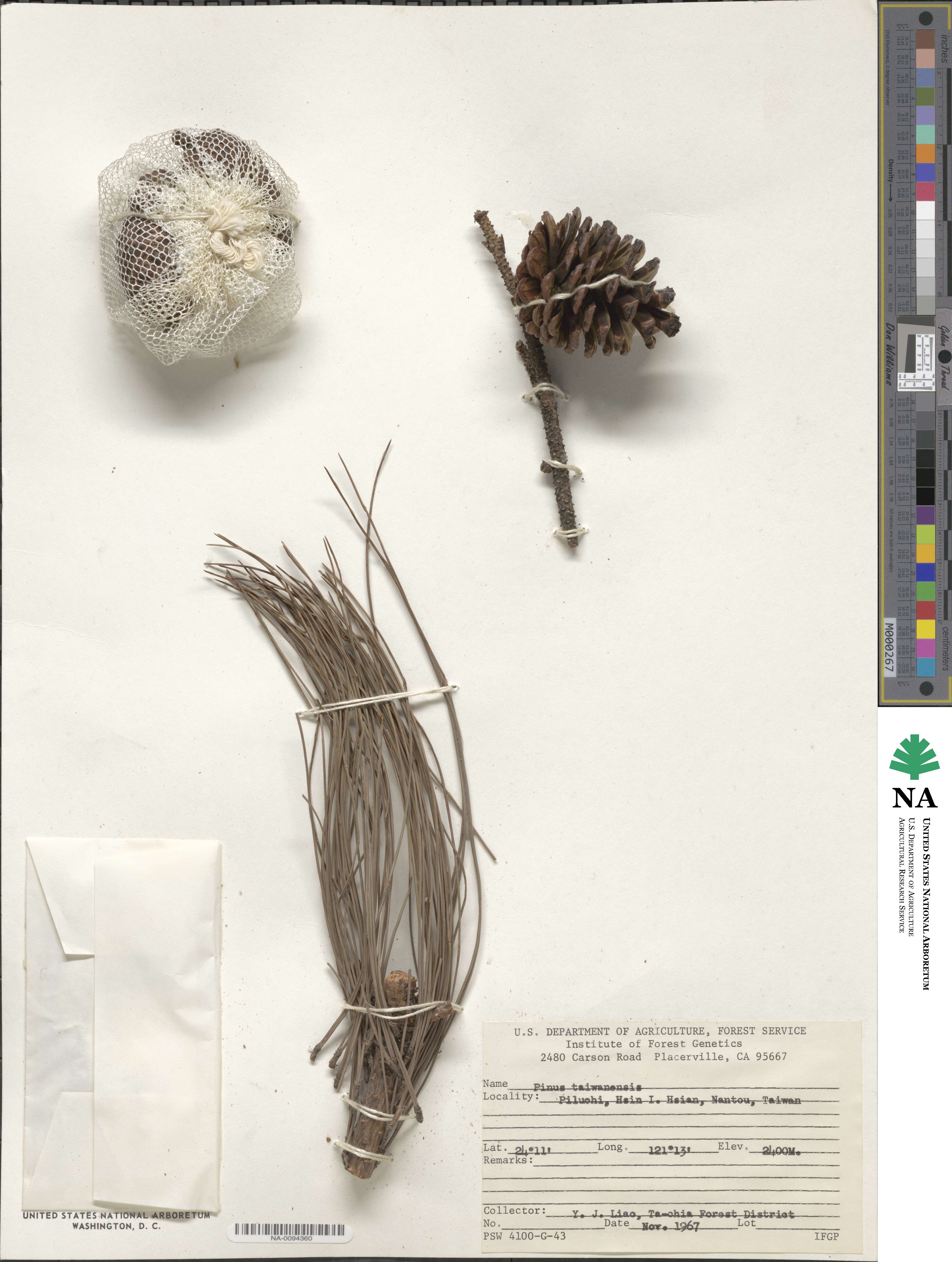 Pinus taiwanensis image