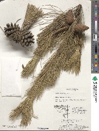 Pinus thunbergii image