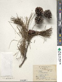 Pinus taiwanensis image