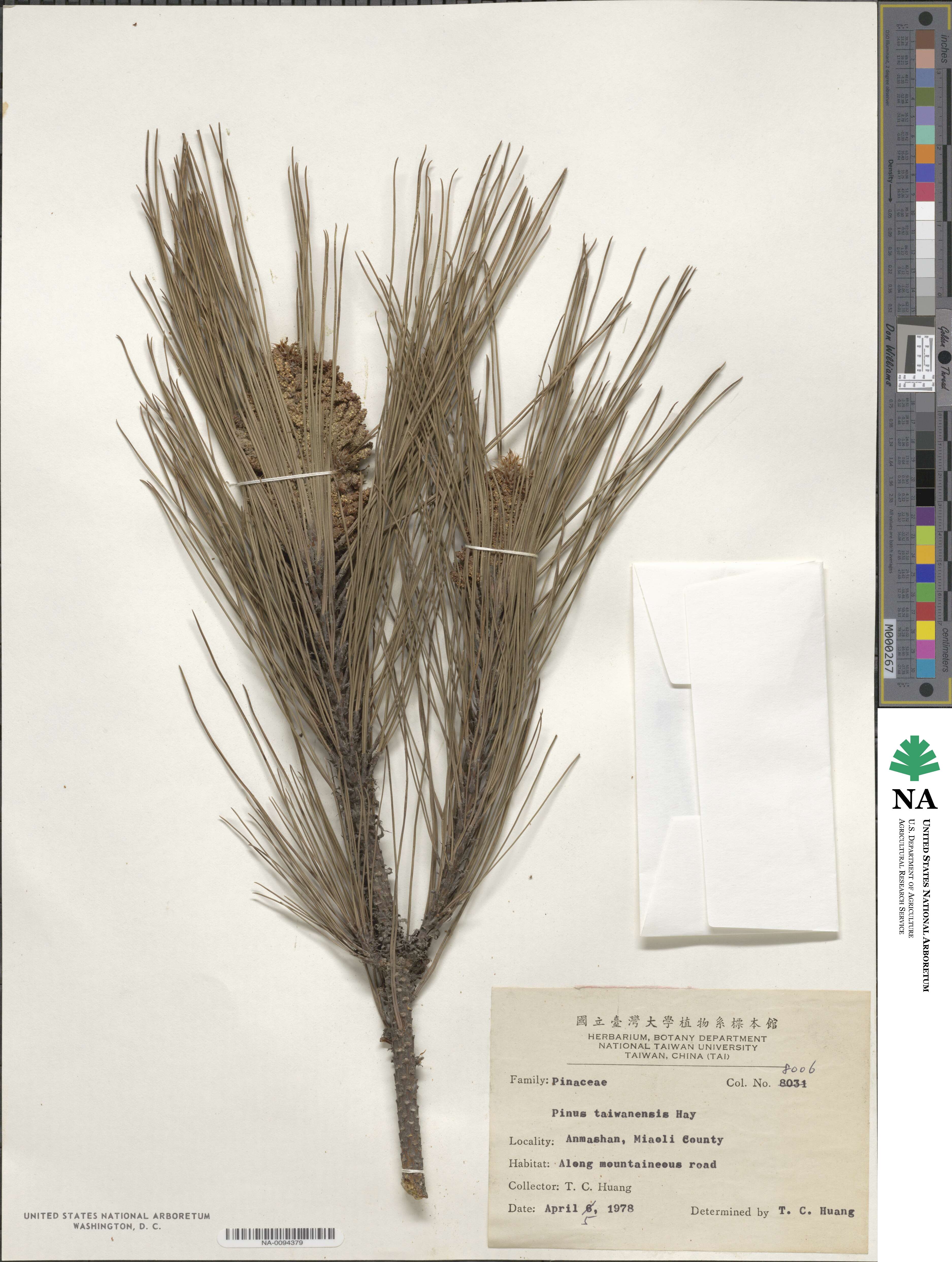 Pinus taiwanensis image