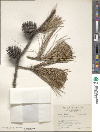 Pinus taiwanensis image