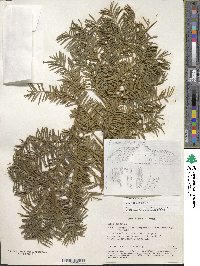 Taxus baccata image