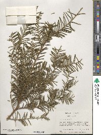 Taxus baccata image