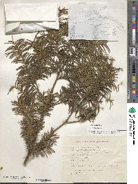 Taxus baccata image