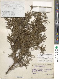 Taxus baccata image