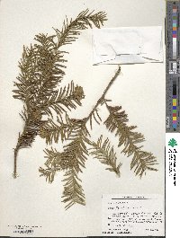 Taxus baccata image