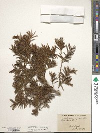 Taxus baccata image