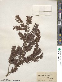 Taxus wallichiana var. chinensis image