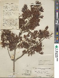 Taxus wallichiana var. chinensis image