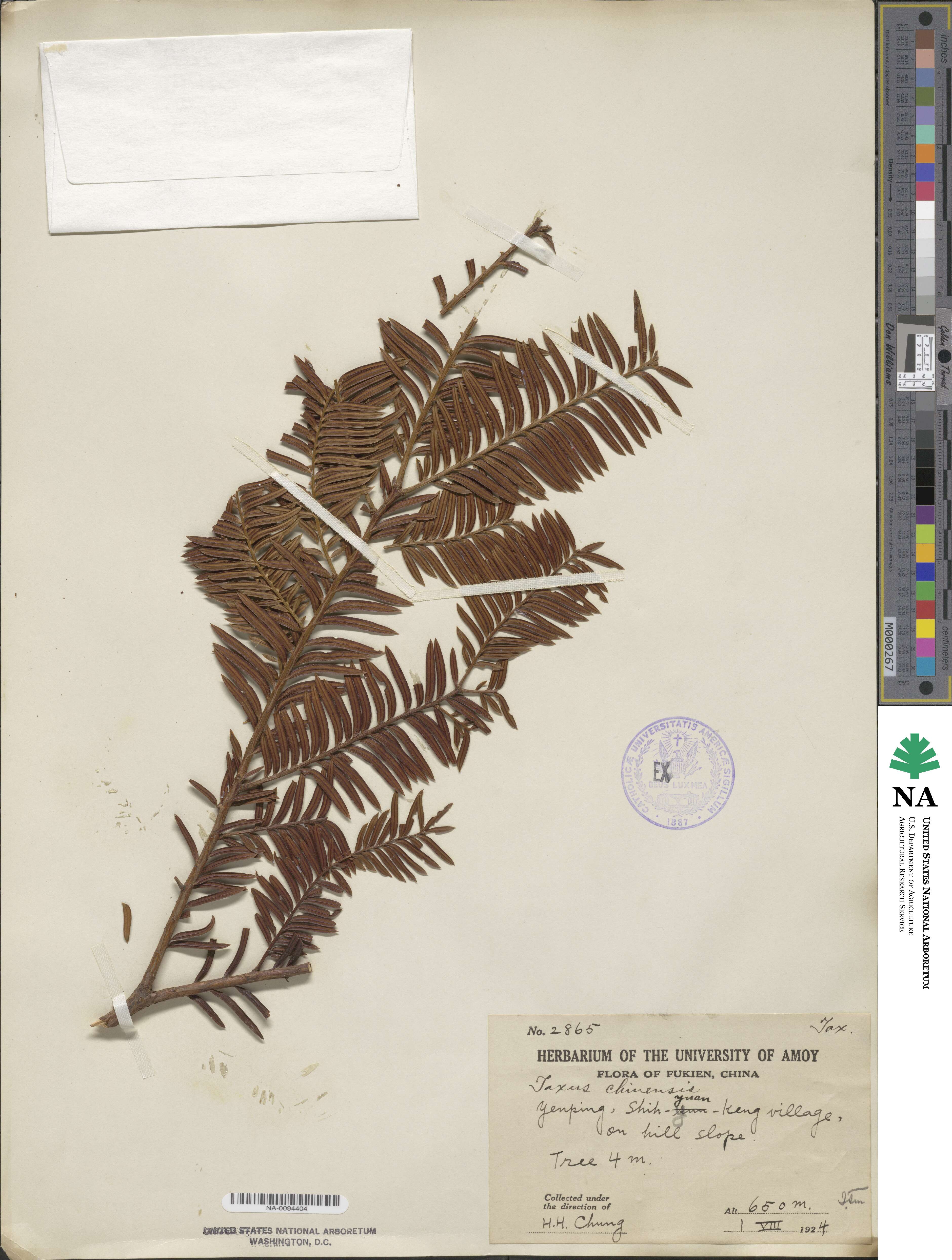 Taxus wallichiana var. chinensis image
