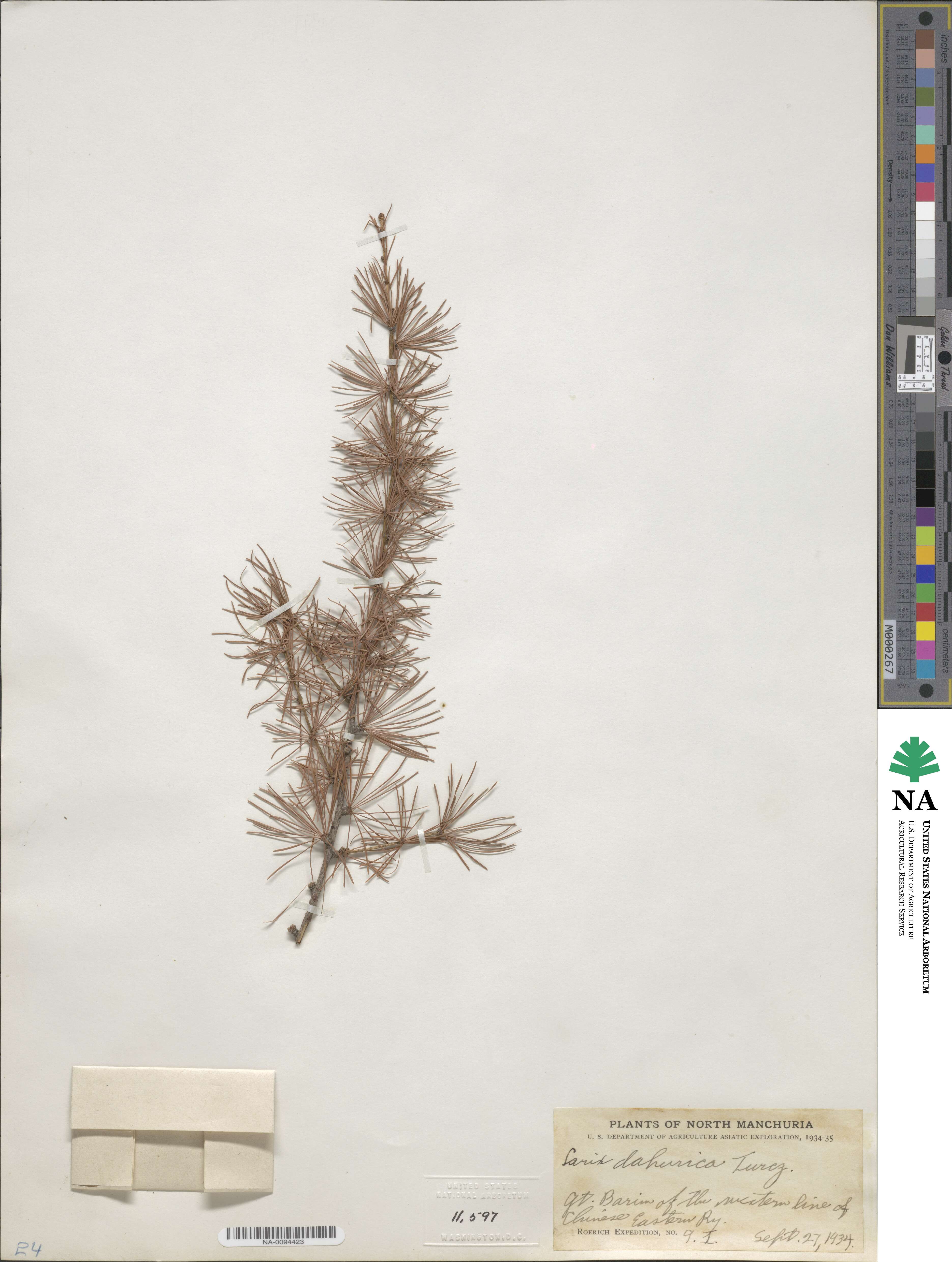 Larix gmelinii var. gmelinii image