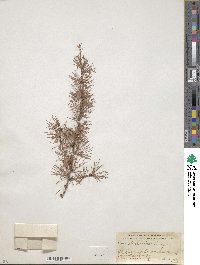 Larix gmelinii var. gmelinii image