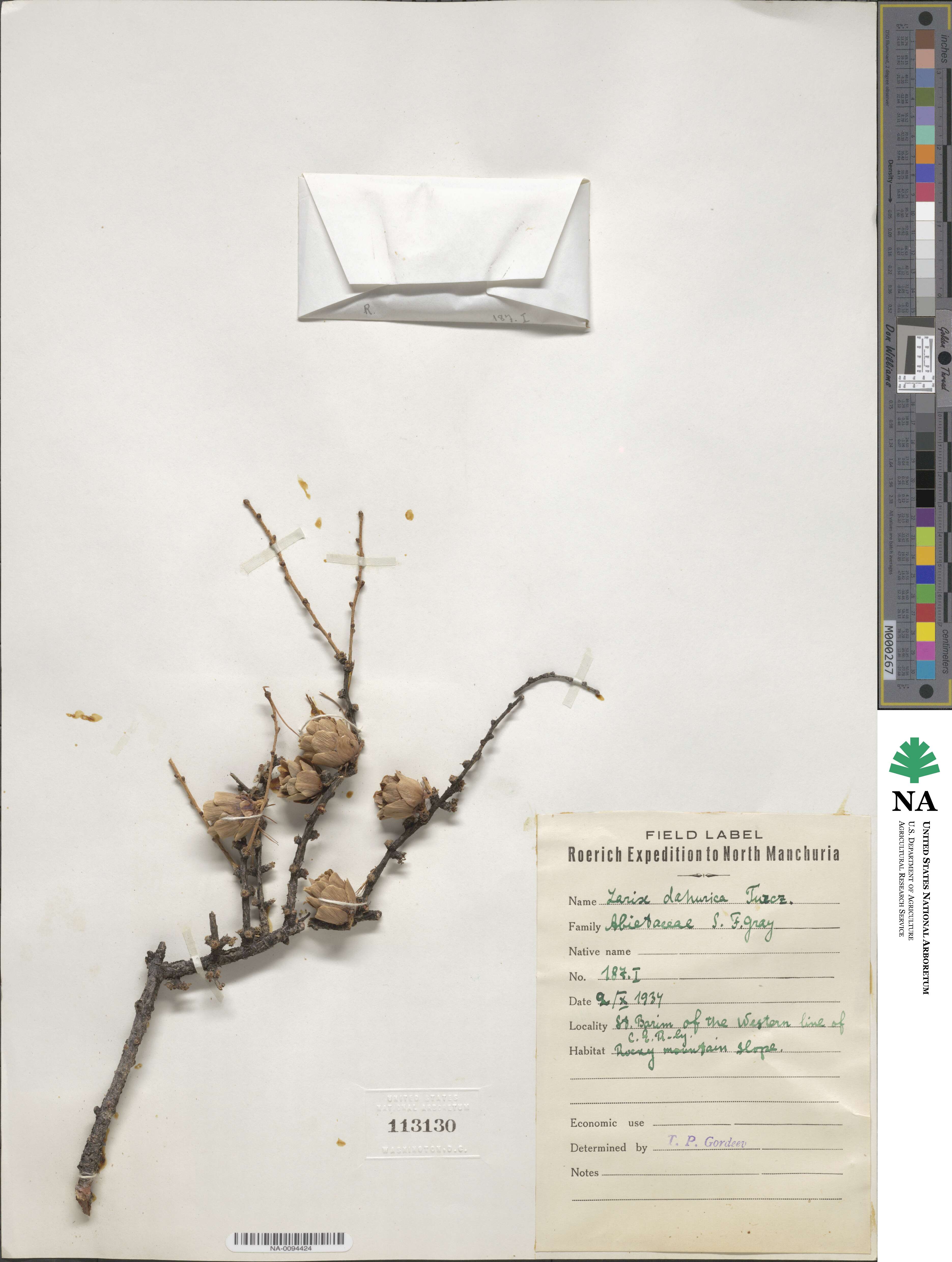 Larix gmelinii var. gmelinii image