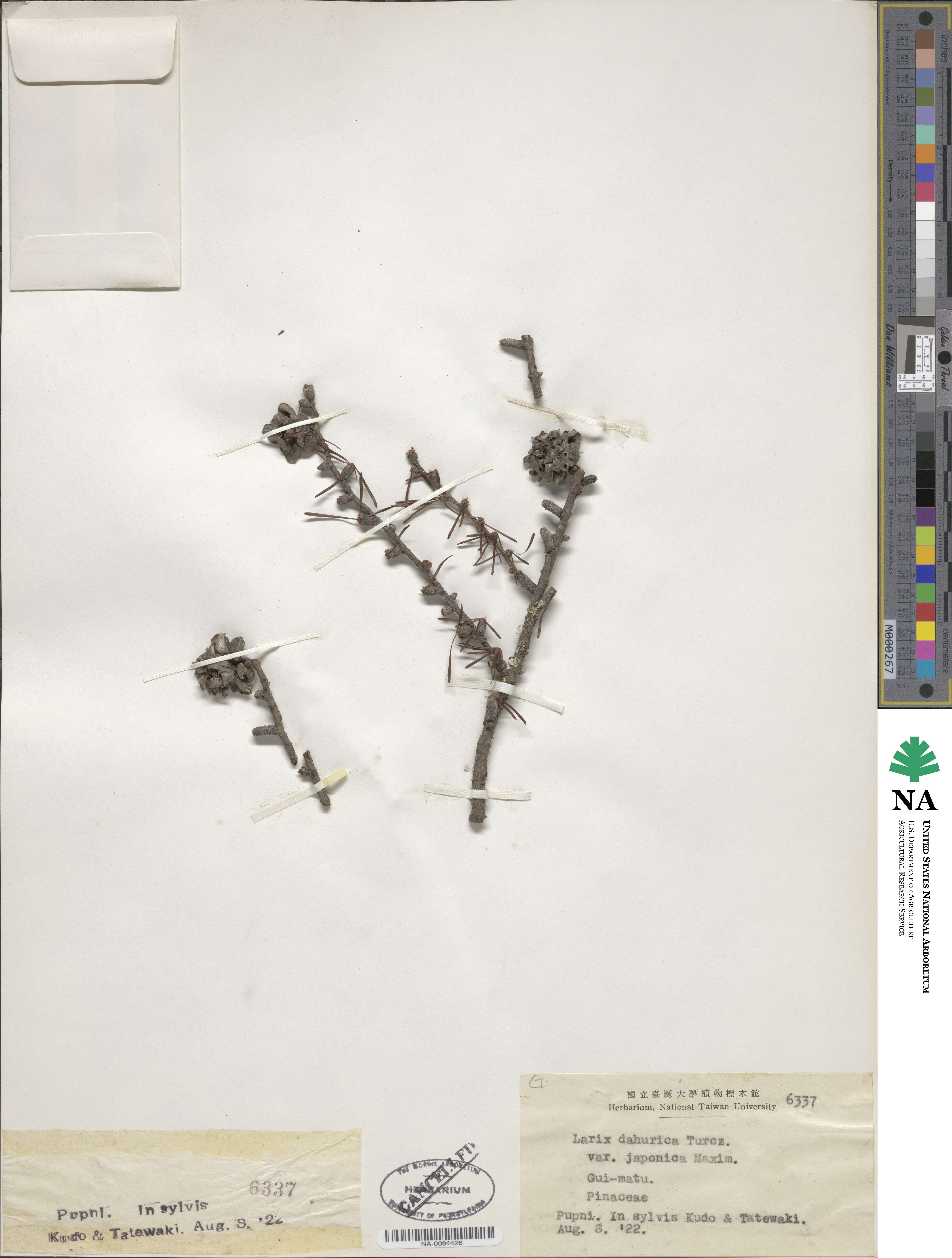 Larix gmelinii image