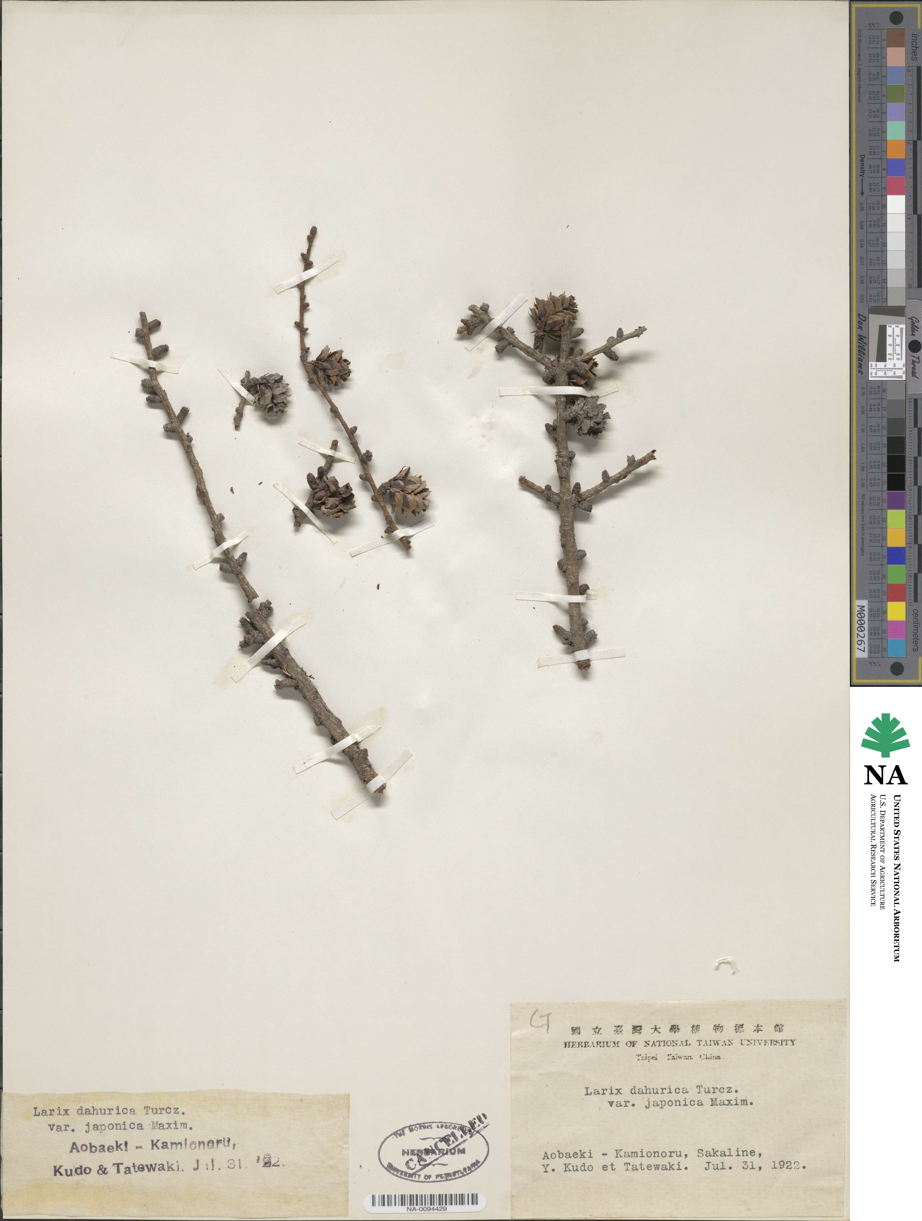 Larix gmelinii var. japonica image