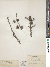 Larix gmelinii image