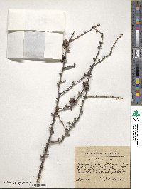 Larix gmelinii var. gmelinii image