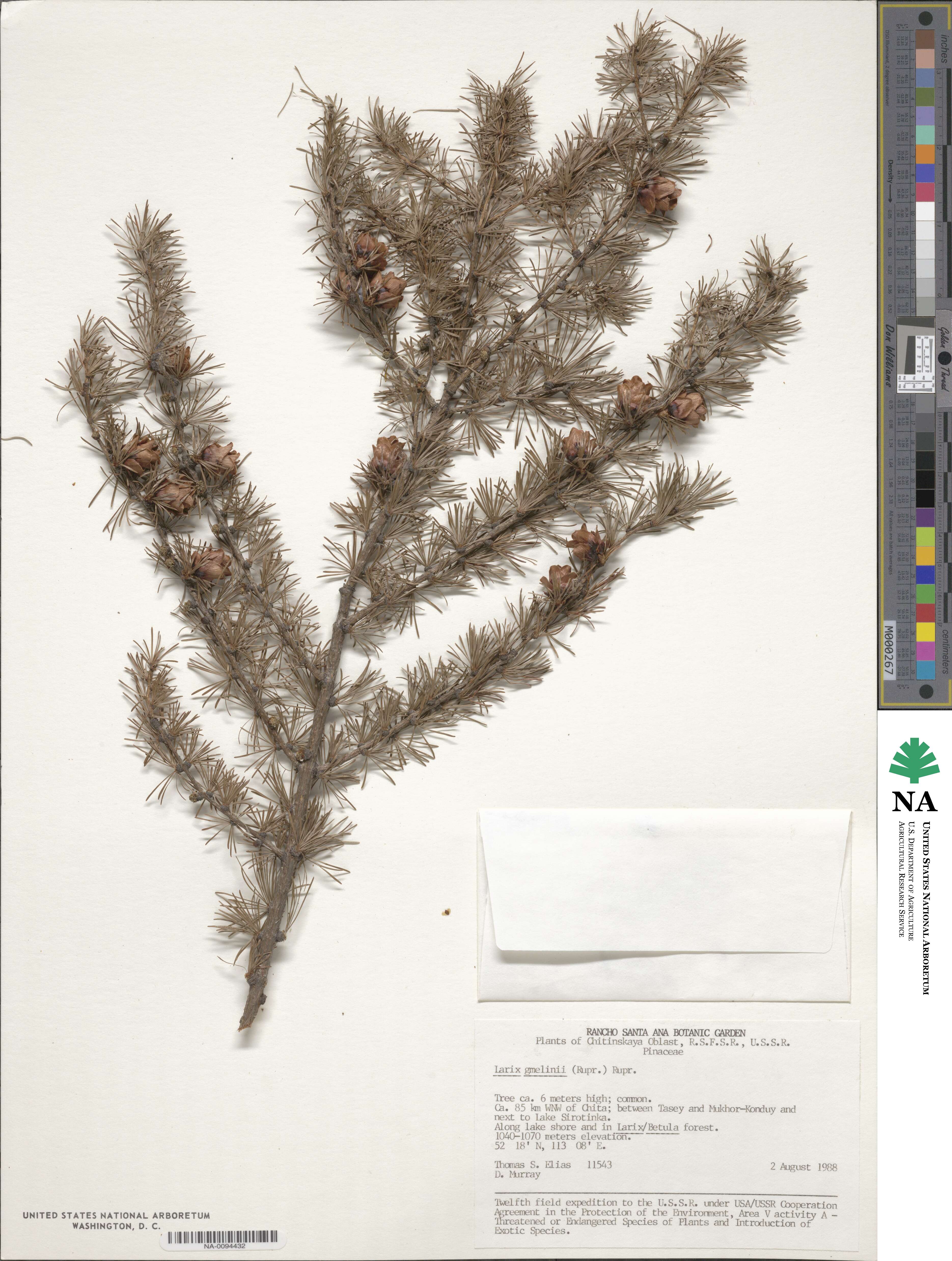 Larix gmelinii var. gmelinii image